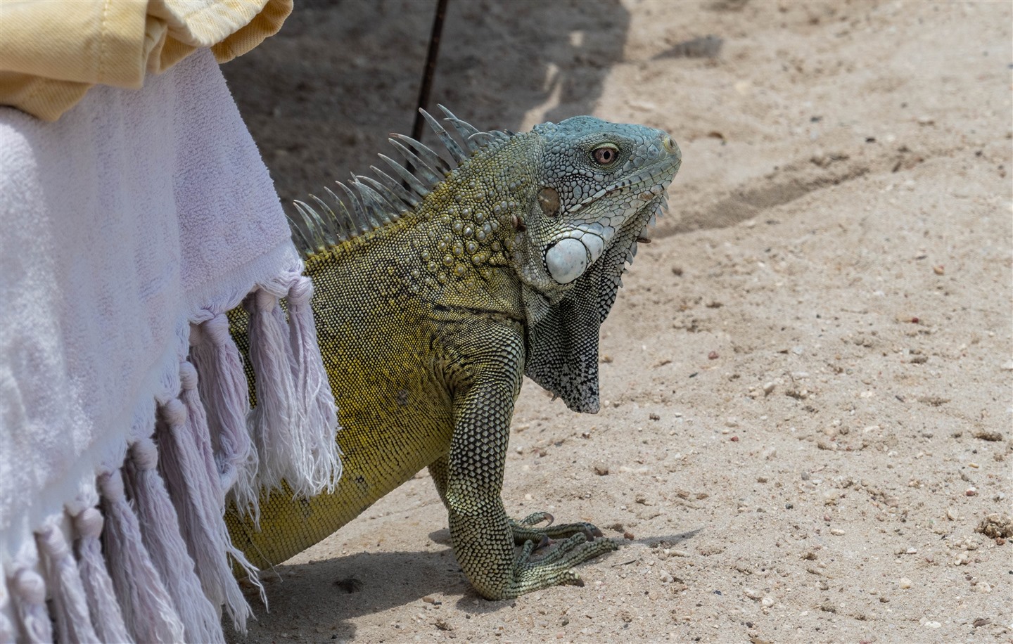 Iguana Jan Thiel iguana-jan-thiel.jpg