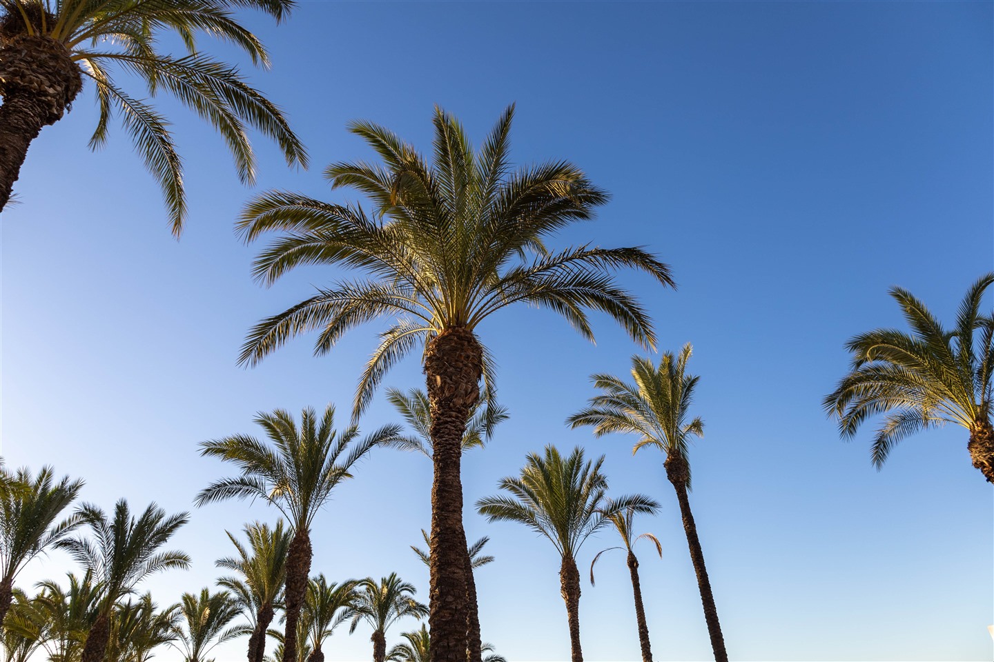 palmbomen-in-torremolinos.jpg